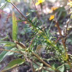 Castilleja tenuifolia