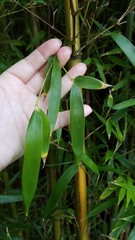 Phyllostachys aureosulcata