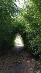 Phyllostachys aureosulcata