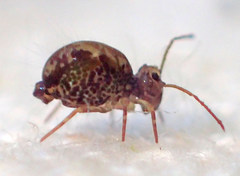 Ptenothrix maculosa