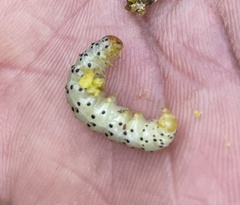 Neuranethes spodopterodes