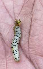 Neuranethes spodopterodes