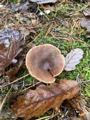 Clitocybe vibecina