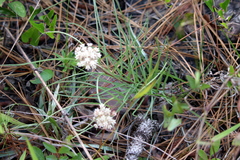 Asclepias michauxii