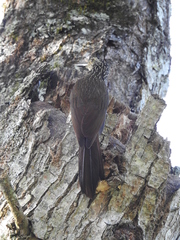 Dendrocolaptes platyrostris