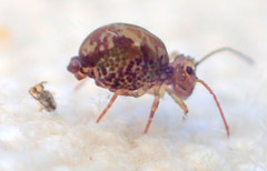 Ptenothrix maculosa