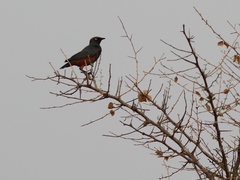 Lamprotornis pulcher