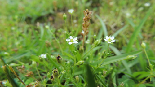 Arenaria serpyllifolia iNat (3)
