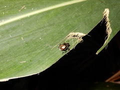 Eocanthecona furcellata