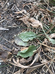 Plantago major