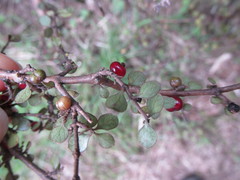 Coprosma parviflora