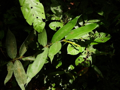 Pariana campestris