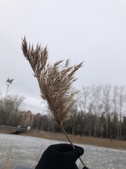 Phragmites australis