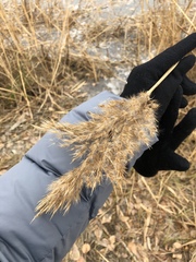 Phragmites australis