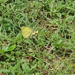 Gandaca harina distanti