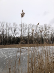 Phragmites australis