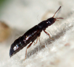 Hapalaraea megarthroides