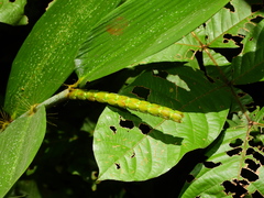 Pariana campestris