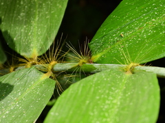 Pariana campestris
