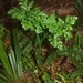 Parsley Fern - Photo (c) Mike Lusk, some rights reserved (CC BY-NC), uploaded by Mike Lusk