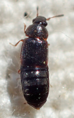 Hapalaraea megarthroides