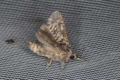 Givira francesca