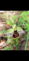 Ophrys bornmuelleri