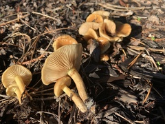 Cystoderma carcharias