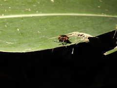Eocanthecona furcellata