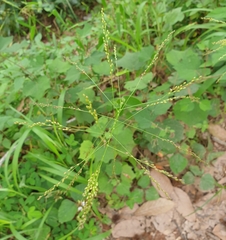 Panicum notatum