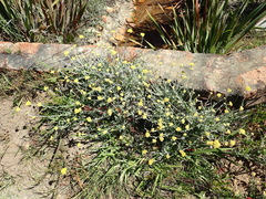 Helichrysum crispum