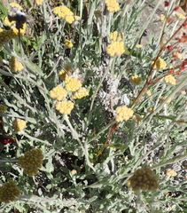 Helichrysum crispum