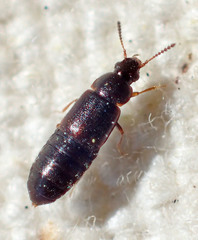 Hapalaraea megarthroides