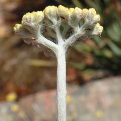 Helichrysum crispum