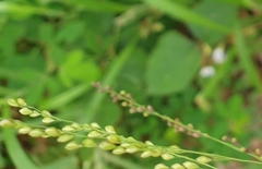 Panicum notatum