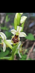 Ophrys bornmuelleri