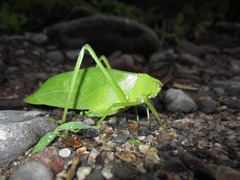 Stilpnochlora incisa