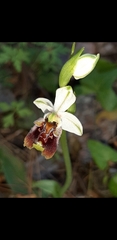 Ophrys bornmuelleri