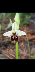Ophrys bornmuelleri