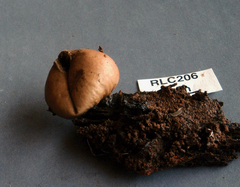 Lycoperdon fuligineum