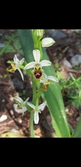 Ophrys bornmuelleri