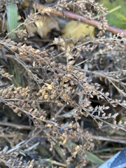 Artemisia vulgaris