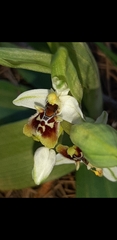 Ophrys bornmuelleri