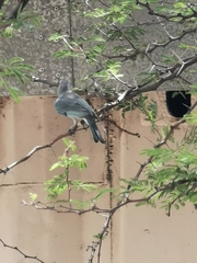 Thraupis
