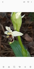 Ophrys bornmuelleri