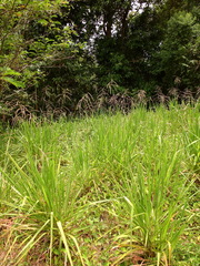 Paspalum virgatum