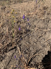 Conanthera trimaculata