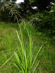 Paspalum virgatum