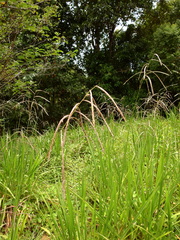 Paspalum virgatum