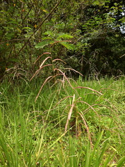 Paspalum virgatum
